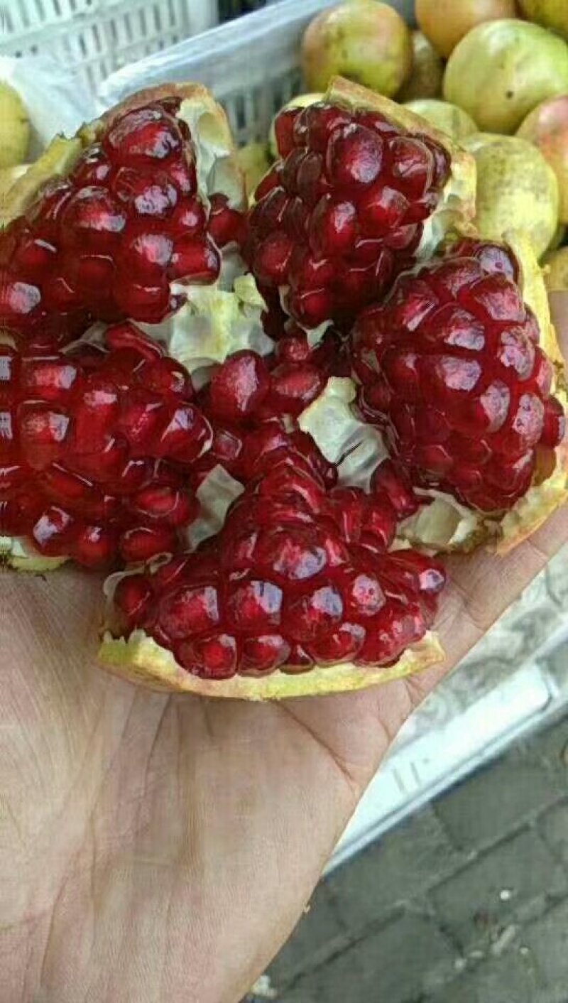 河阴软籽石榴