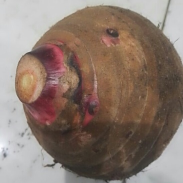 广西荔浦芋头，质量好价格低，