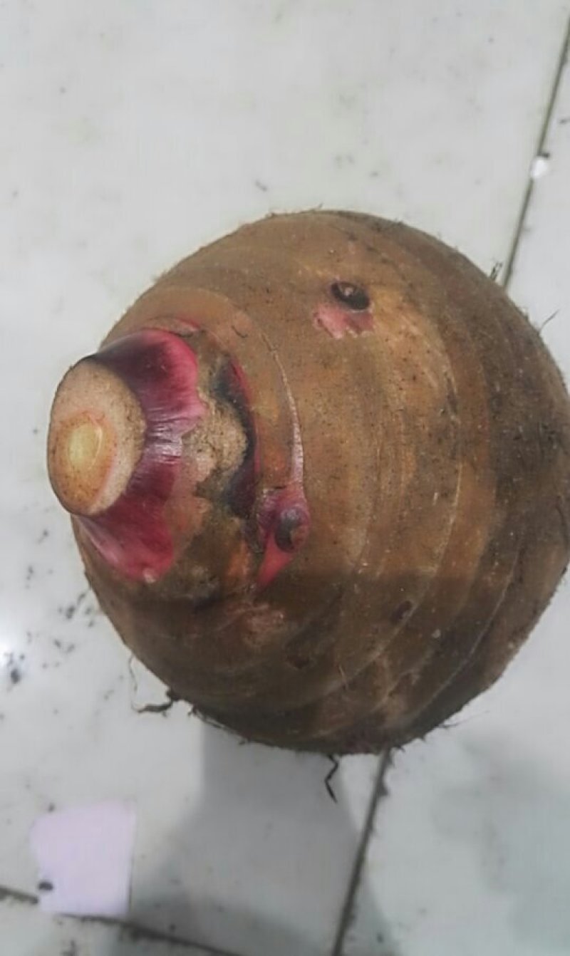 广西荔浦芋头，质量好价格低，
