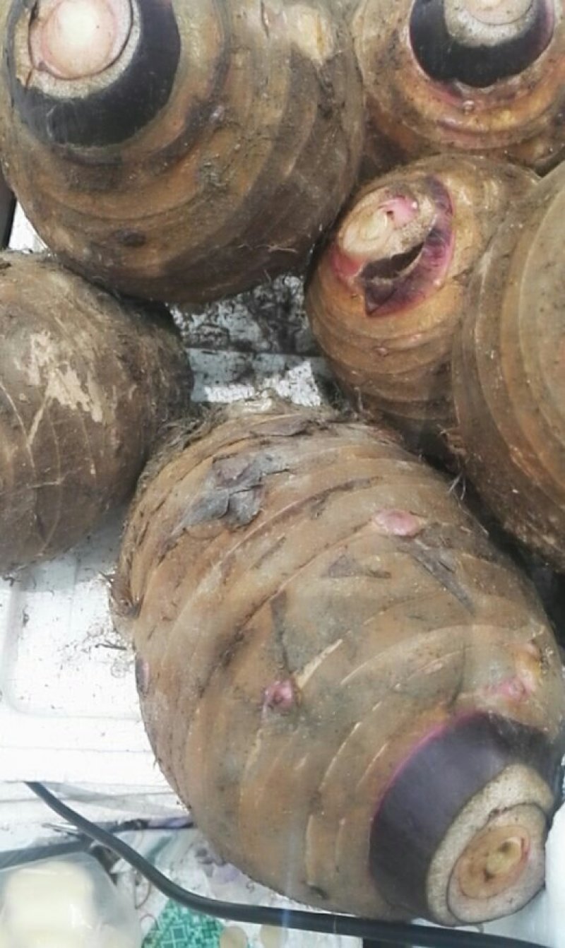 广西荔浦芋头，质量好价格低，