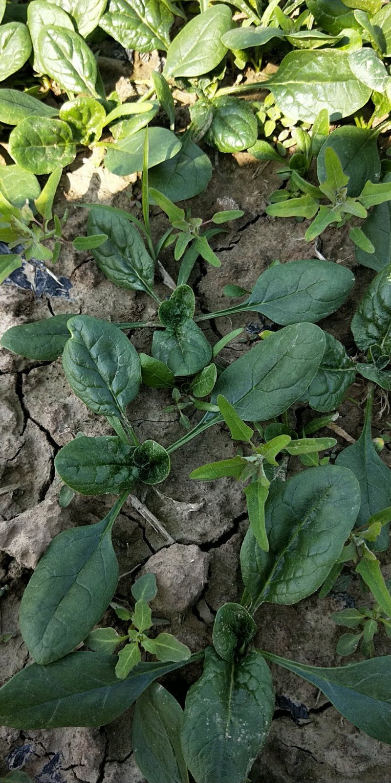 趴地菠菜南通海门大量供应中