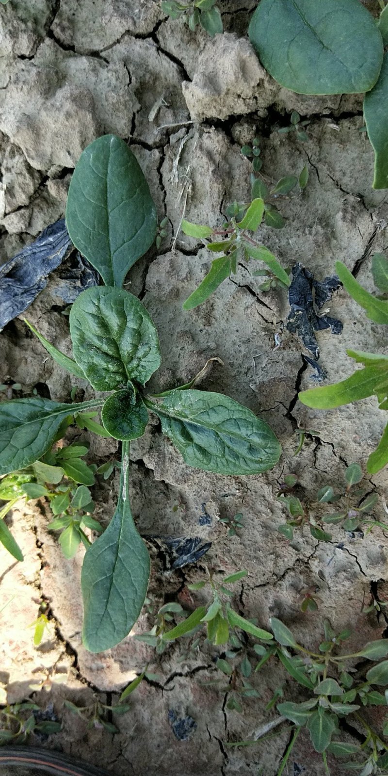趴地菠菜南通海门大量供应中