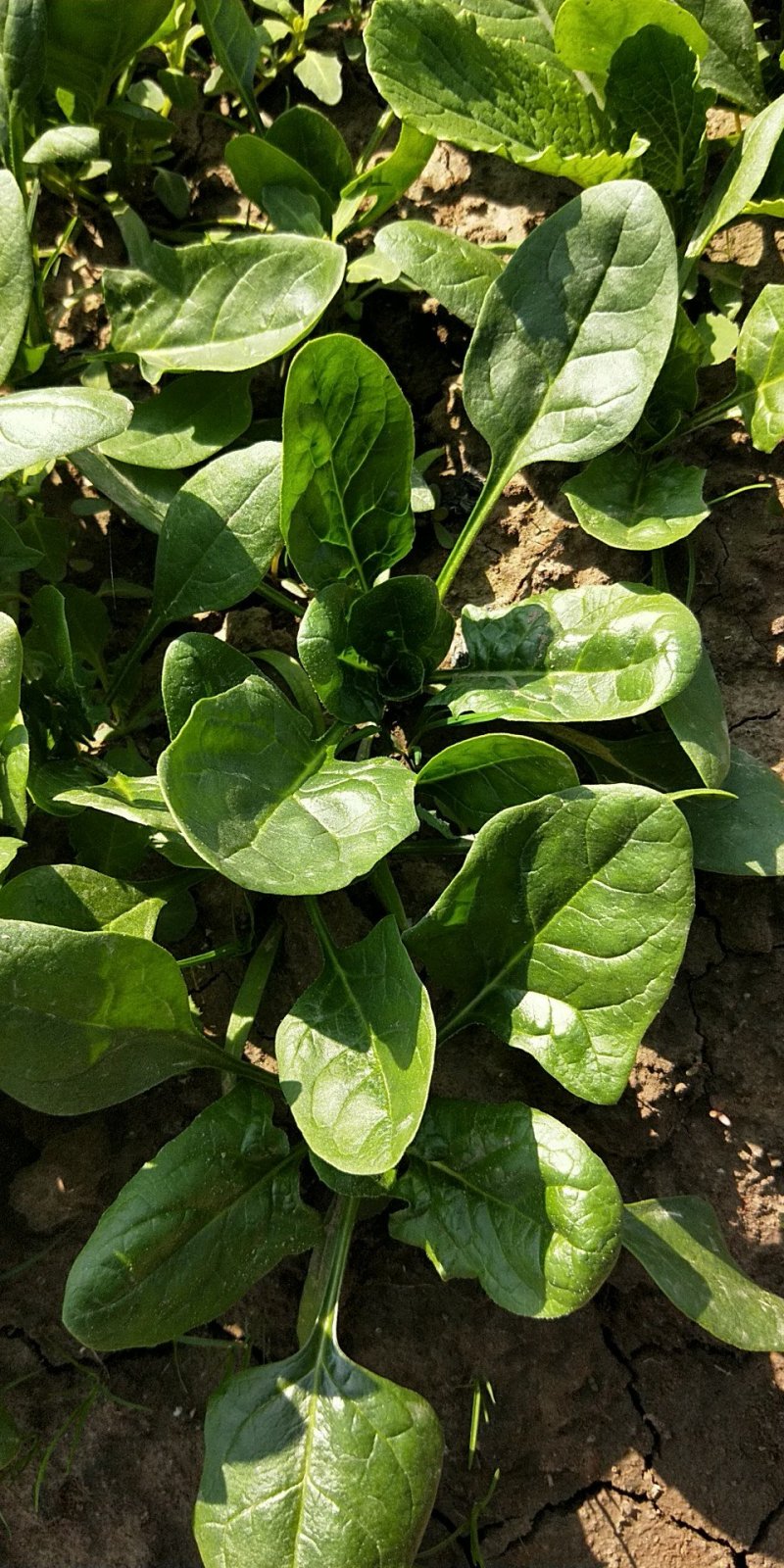 趴地菠菜南通海门大量供应中