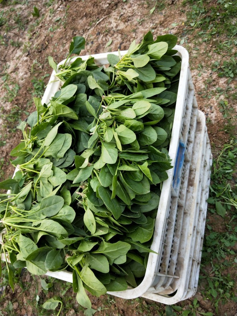 趴地菠菜南通海门大量供应中