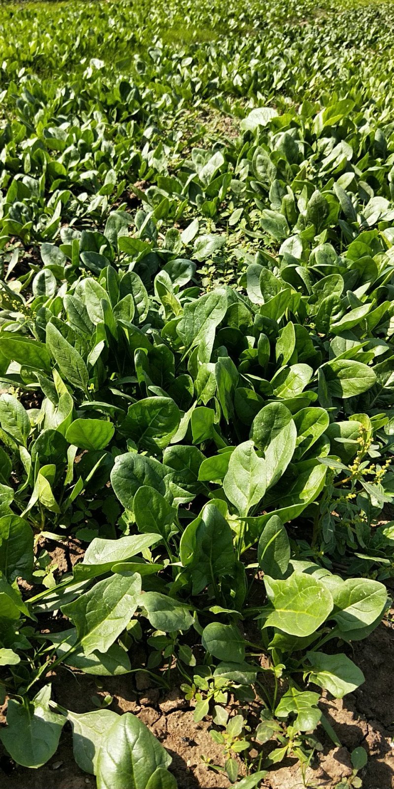 趴地菠菜南通海门大量供应中