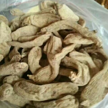 野生天麻