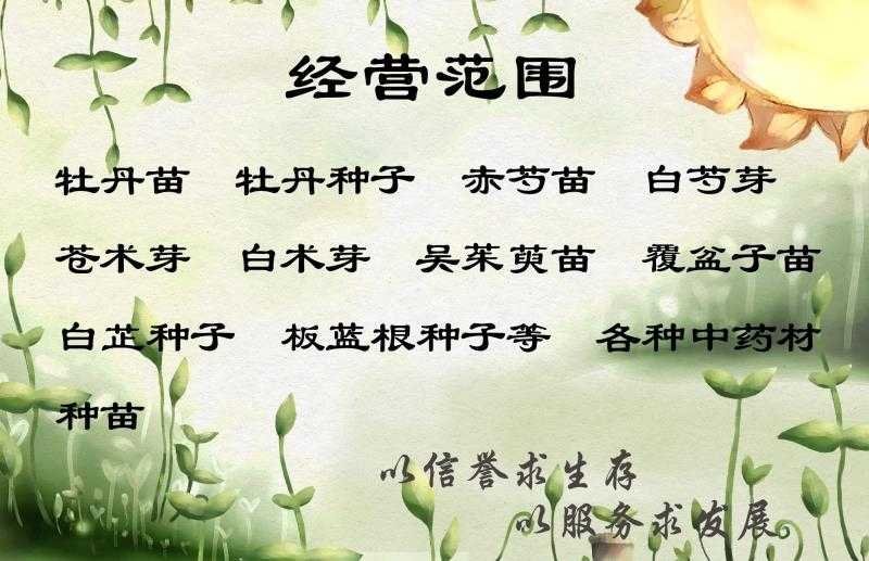 前胡种子好种植好管理回收