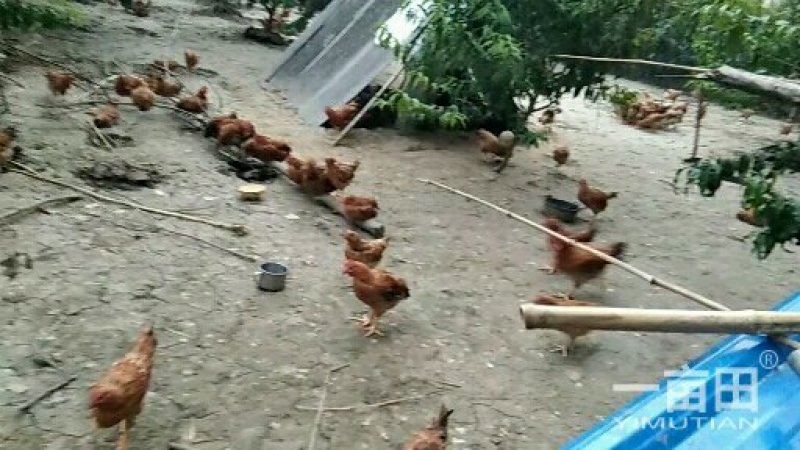 生态土鸡