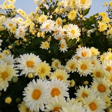 新乡杭白菊上市了