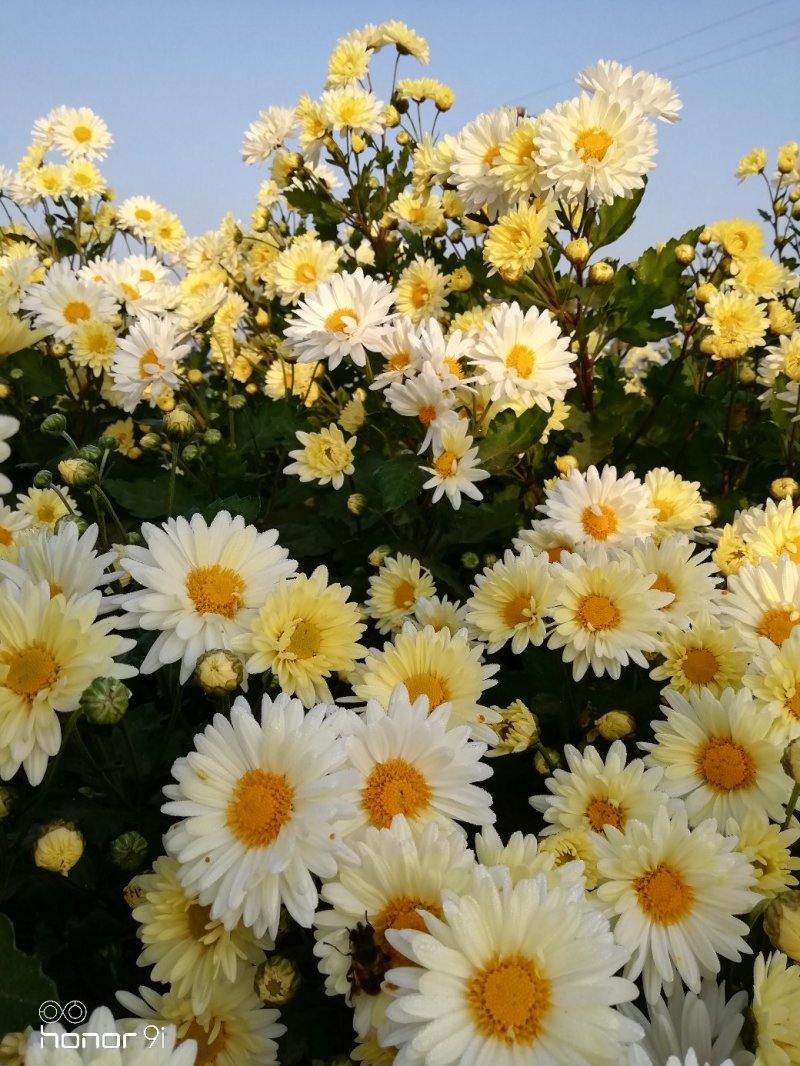 新乡杭白菊上市了