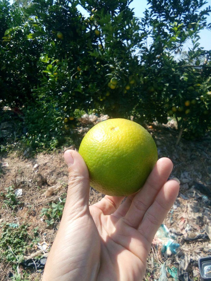 廉江红橙