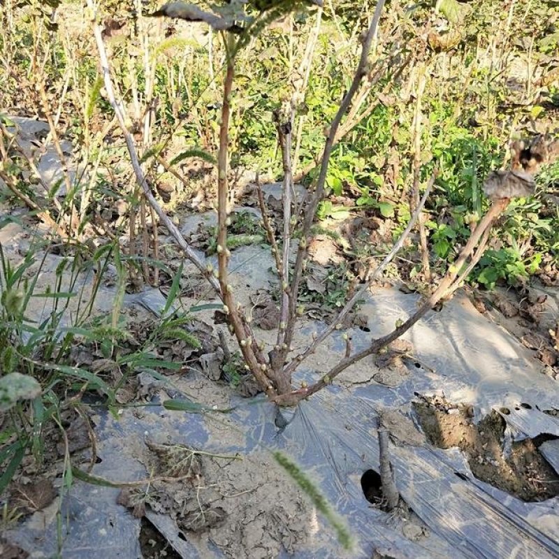 黑加伦苗，抗寒黑加伦树苗，黑加仑苗