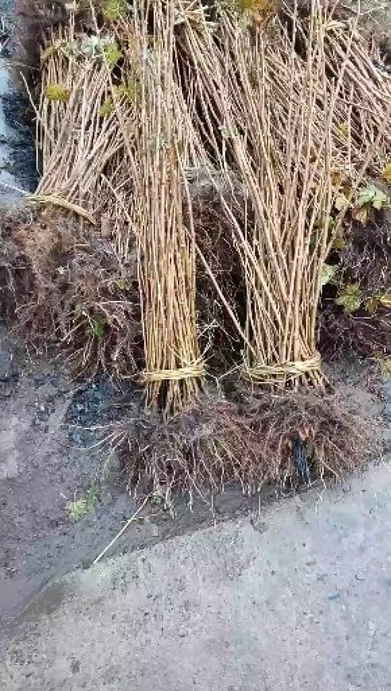 黑加伦苗，抗寒黑加伦树苗，黑加仑苗