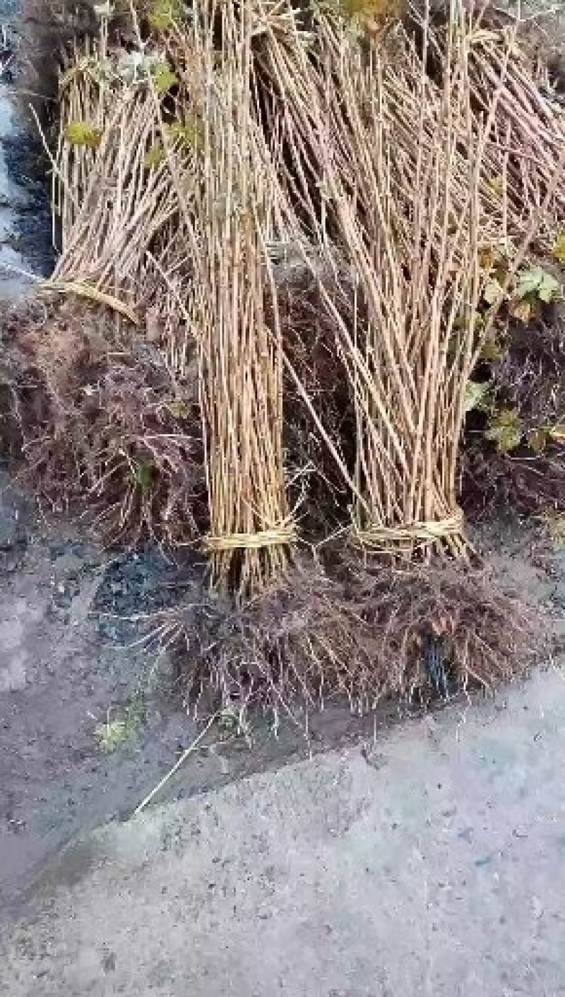 黑加伦苗，抗寒黑加伦树苗，黑加仑苗