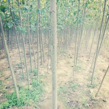 杨树