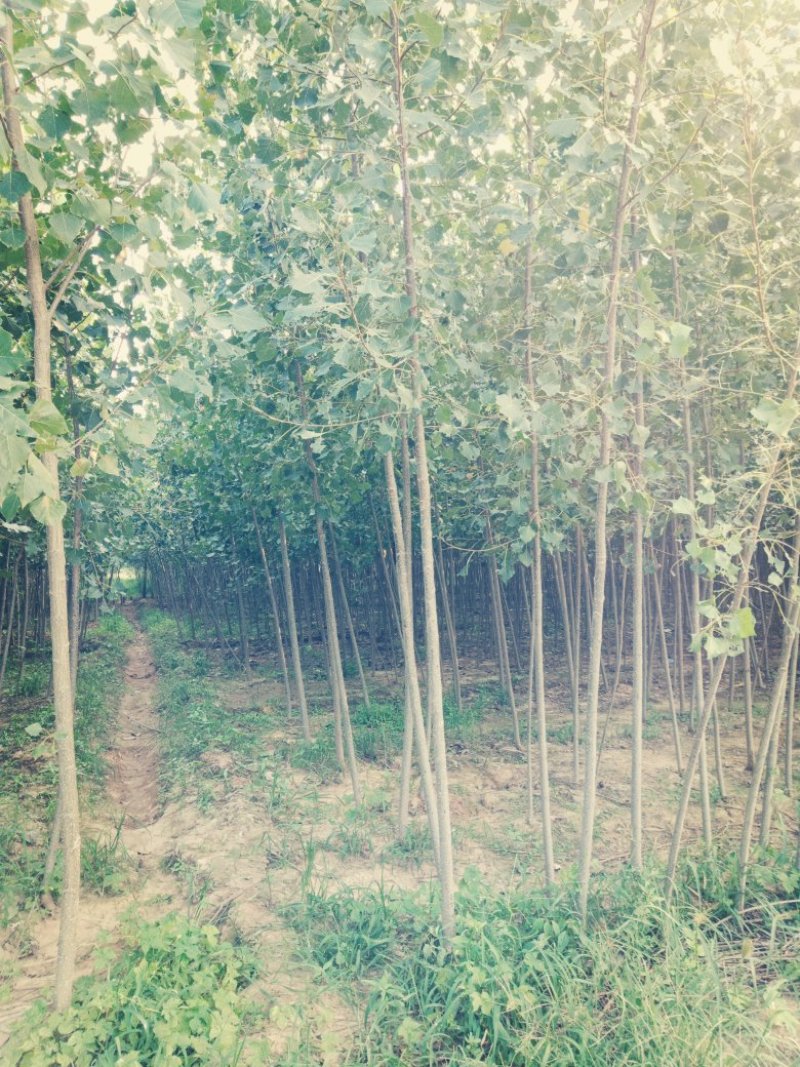 107杨树