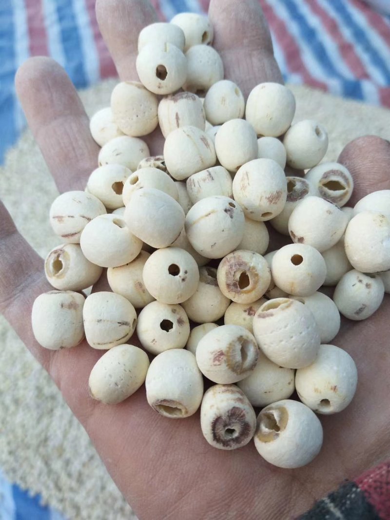 莲子产地直供保证质量价格可谈
