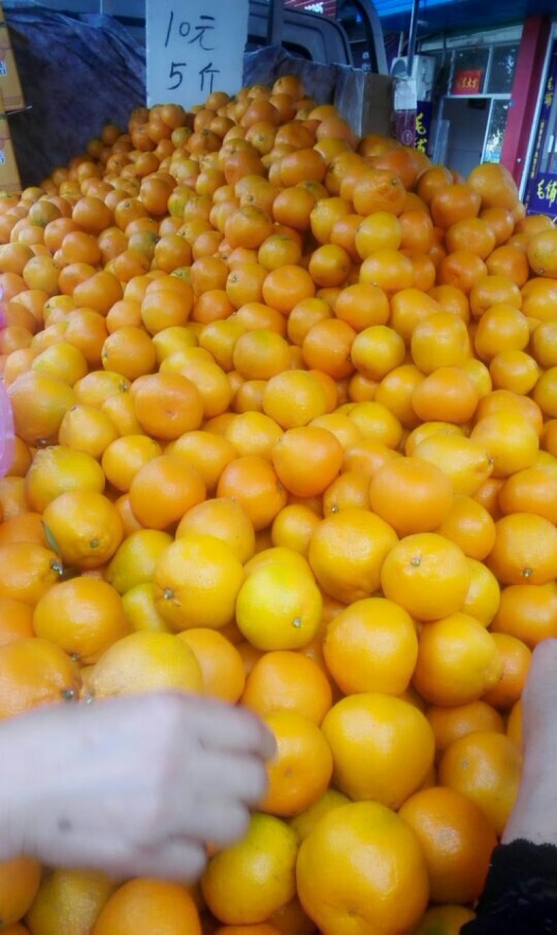临海涌泉蜜桔