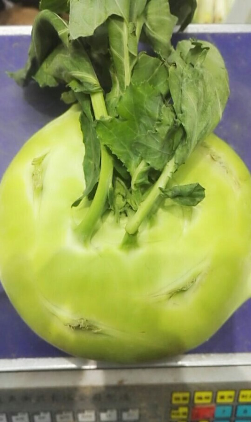 苤蓝