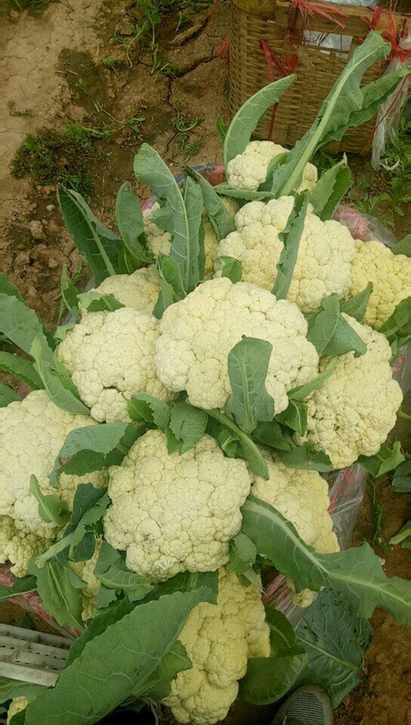 有机花
