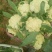 有机花