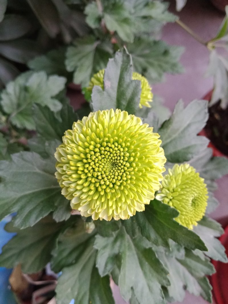 在乒乓菊的家族中，绿色和黄色也是非常常见的品种颜色，绿色
