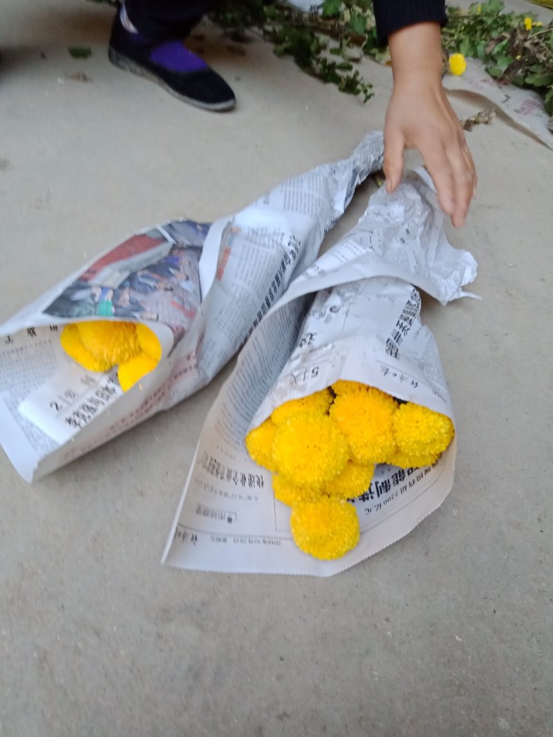 在乒乓菊的家族中，绿色和黄色也是非常常见的品种颜色，绿色