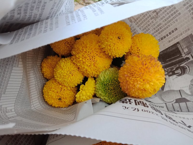 在乒乓菊的家族中，绿色和黄色也是非常常见的品种颜色，绿色