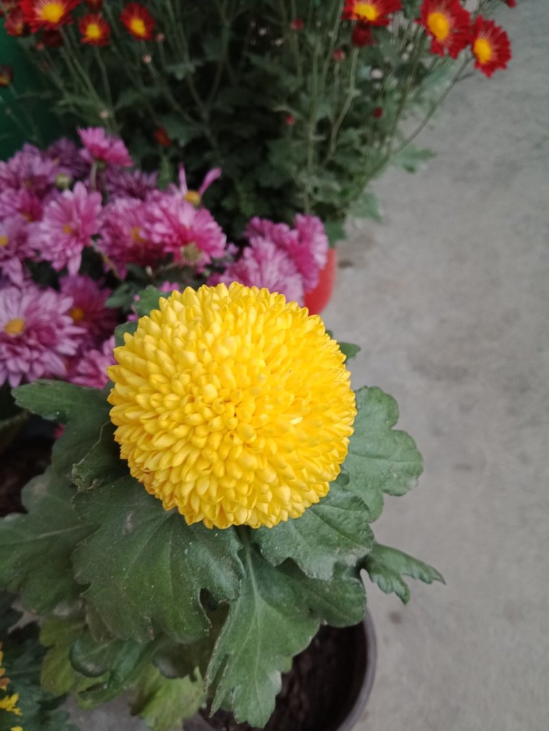在乒乓菊的家族中，绿色和黄色也是非常常见的品种颜色，绿色