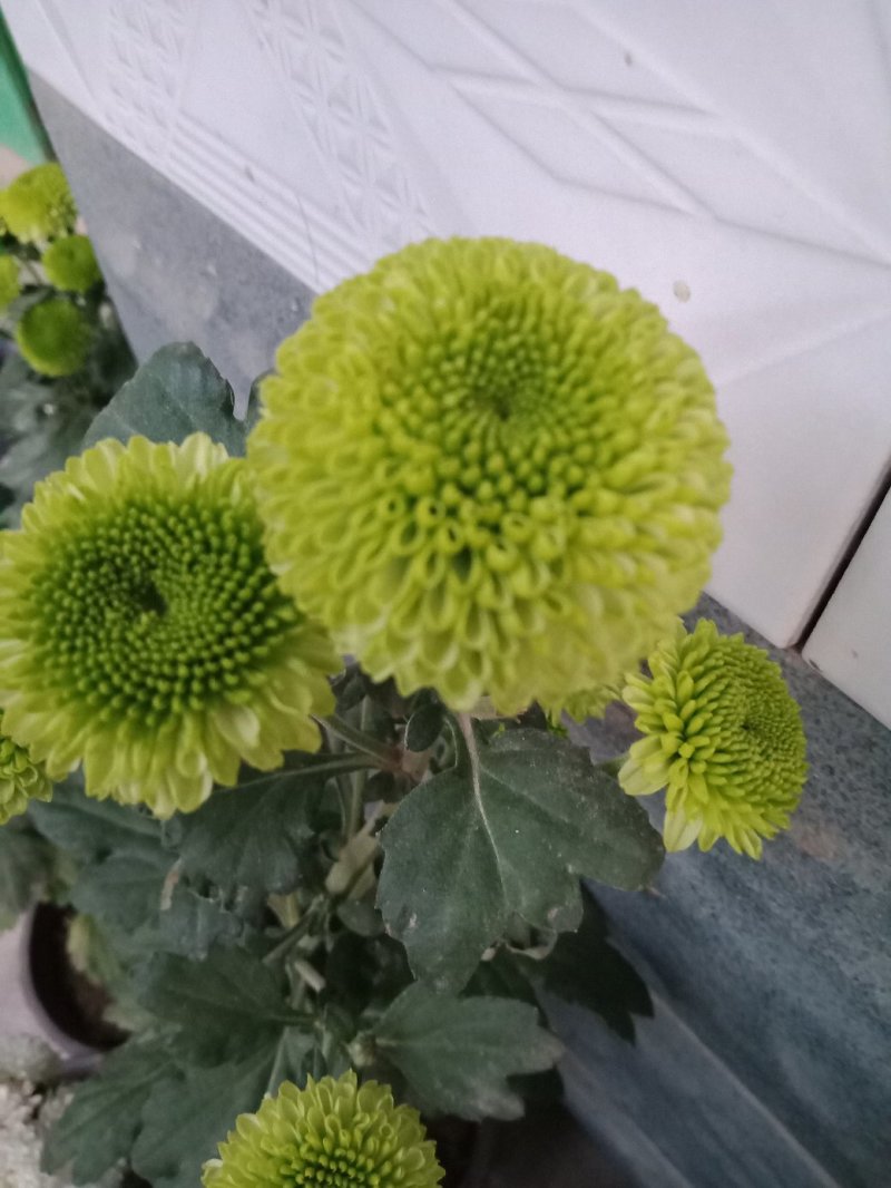 在乒乓菊的家族中，绿色和黄色也是非常常见的品种颜色，绿色