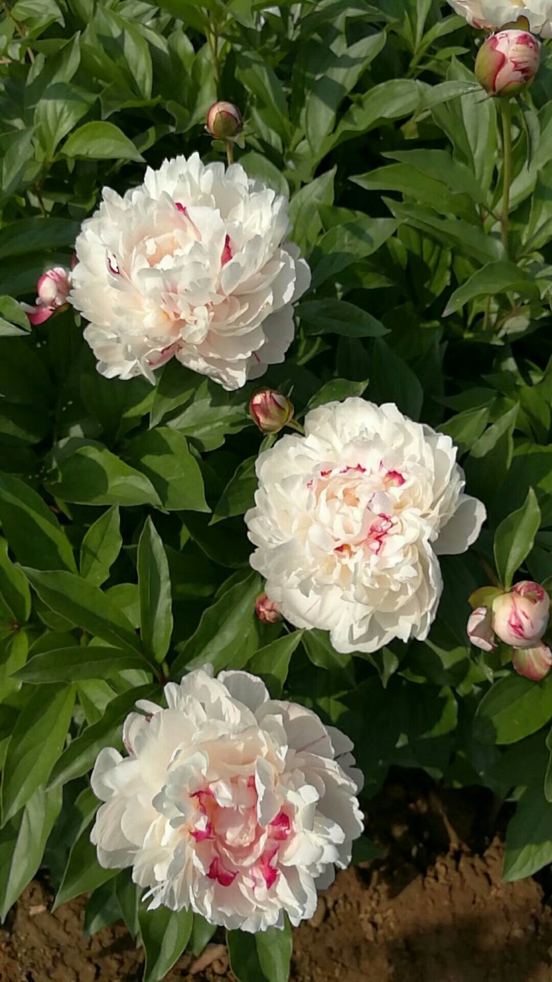 观赏多花芍药苗～10个芽头规格重瓣大花