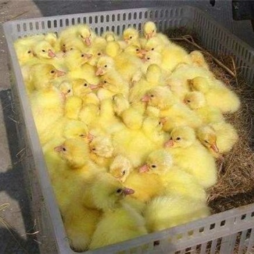 各种鹅苗