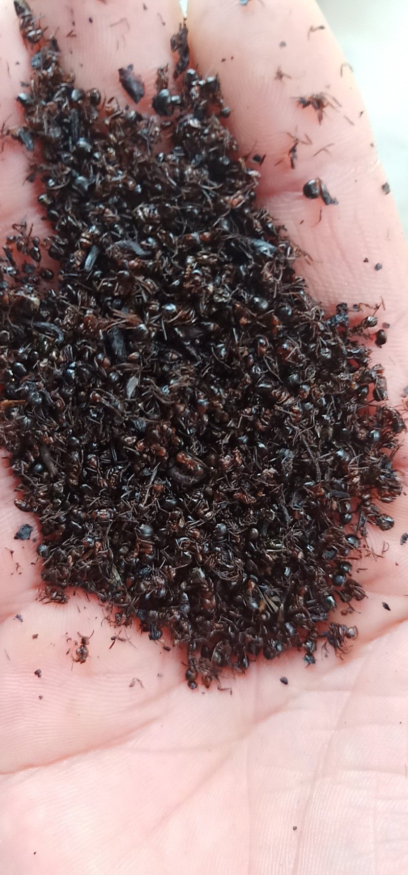 红蚂蚁中药材红蚂蚁蚂蚁泡酒滋补养生