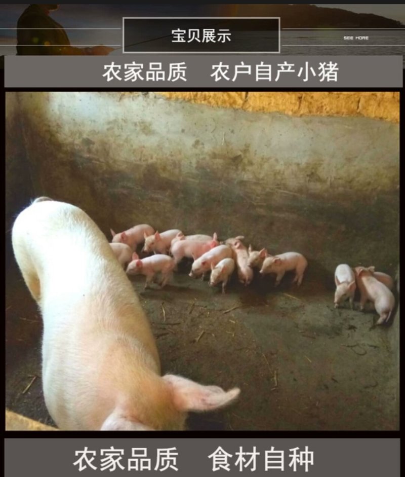 城口土猪老腊肉量大批发一件代发