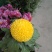 乒乓球菊供应～山东产切花，杆60公分