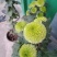 乒乓球菊供应～山东产切花，杆60公分