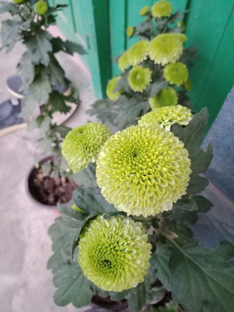乒乓球菊供应～山东产切花，杆60公分