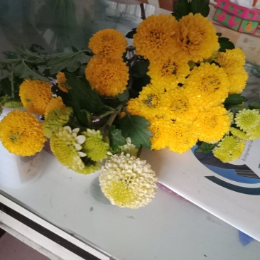 乒乓球菊供应～山东产切花，杆60公分