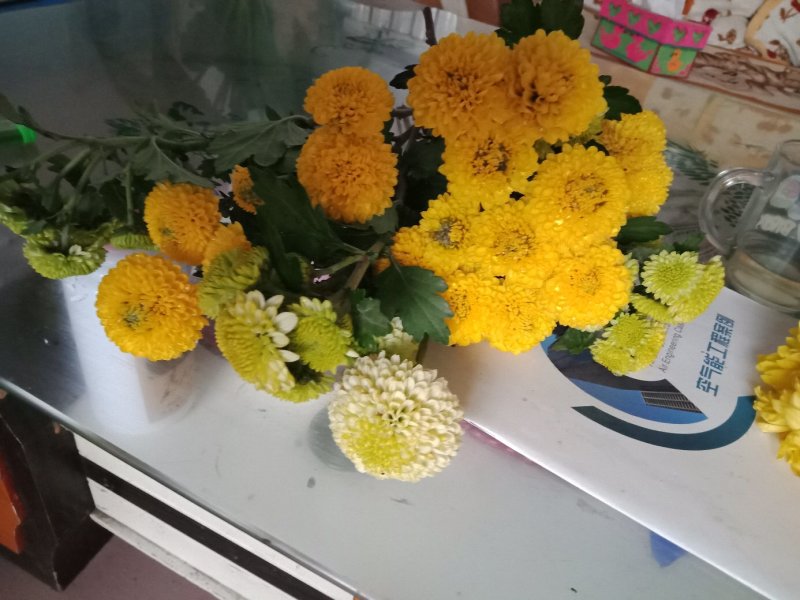 乒乓球菊供应～山东产切花，杆60公分