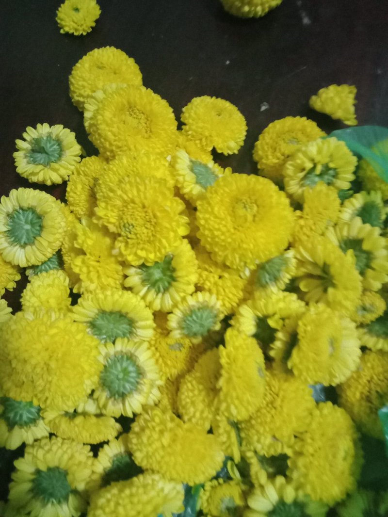 乒乓球菊供应～山东产切花，杆60公分