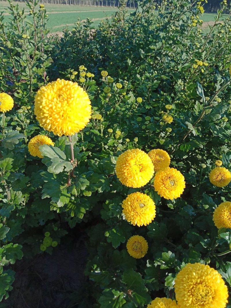 乒乓球菊供应～山东产切花，杆60公分