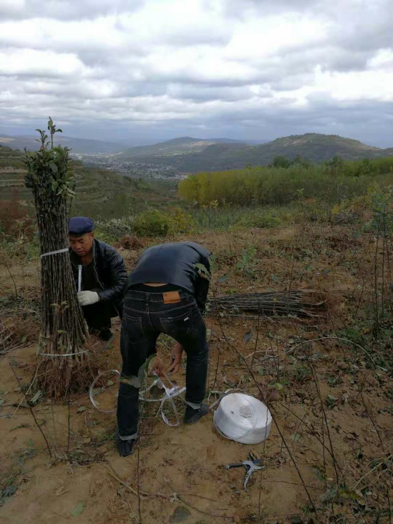 花牛苹果五代系列树苗