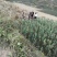 花牛苹果五代系列树苗