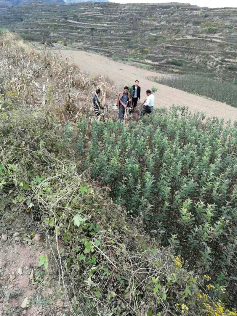 花牛苹果五代系列树苗
