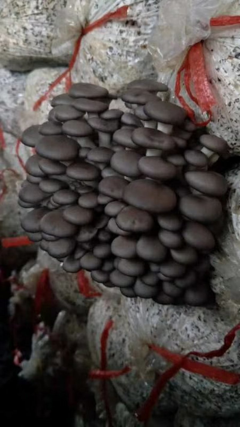 平菇菌棒定制各种食用菌岀菇菌包，技术免费跟踪指导