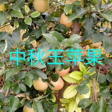 供应有货苹果苗，中秋王，红富士，烟富8，红肉等苹果苗