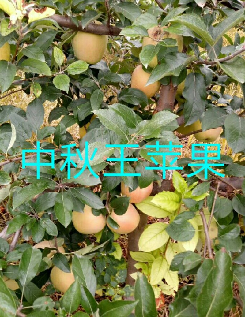 供应有货苹果苗，中秋王，红富士，烟富8，红肉等苹果苗