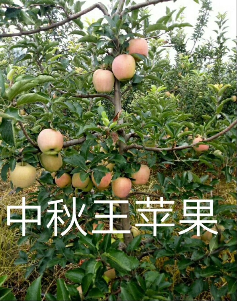 供应有货苹果苗，中秋王，红富士，烟富8，红肉等苹果苗