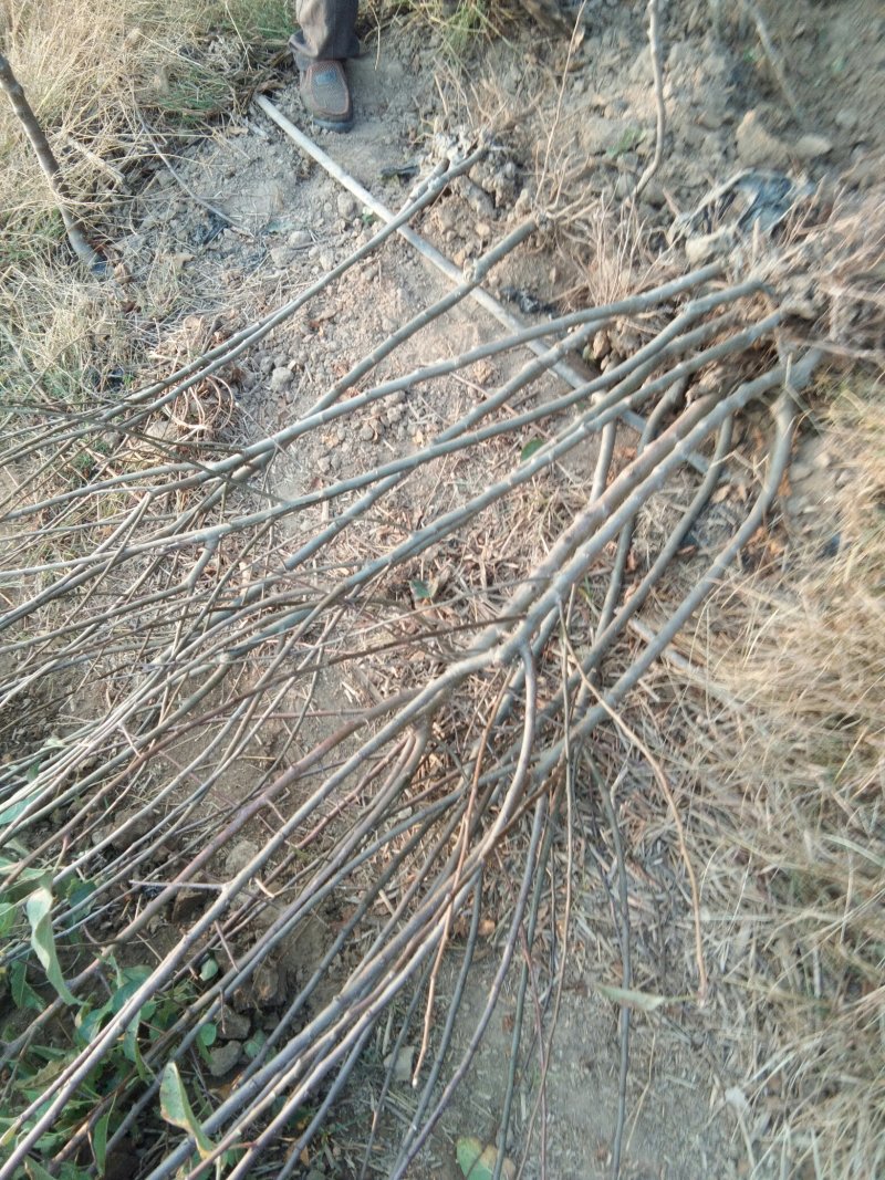 供应有货苹果苗，中秋王，红富士，烟富8，红肉等苹果苗