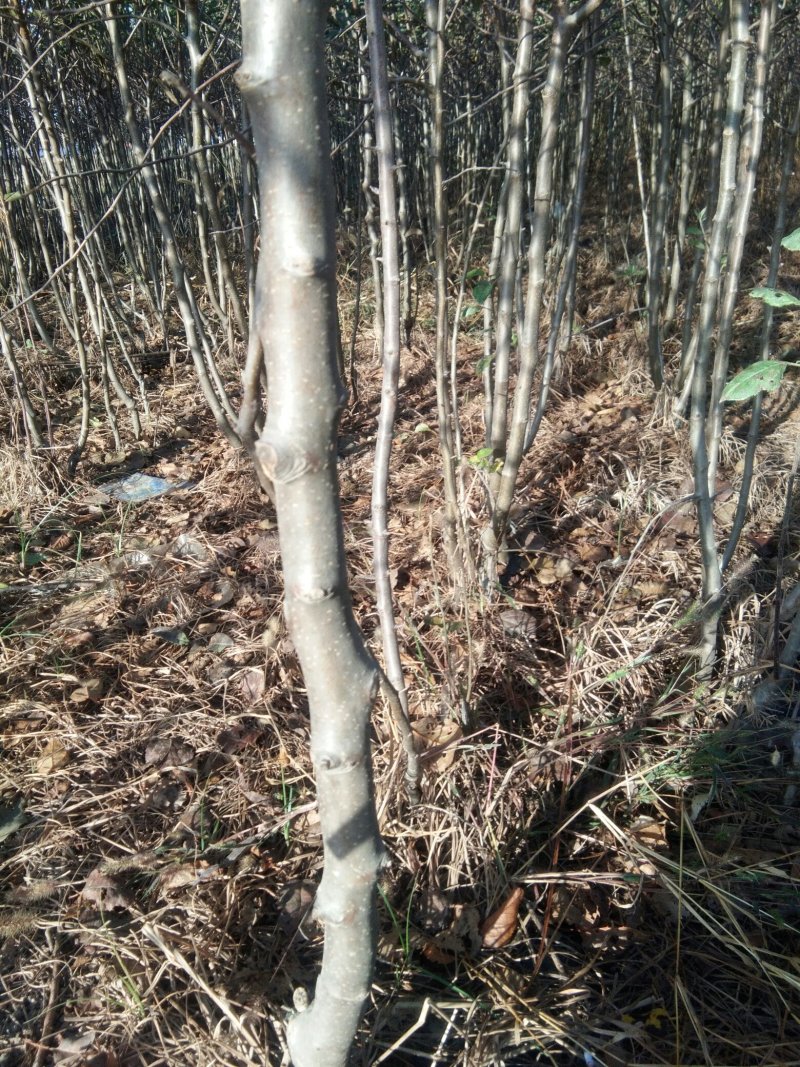 供应有货苹果苗，中秋王，红富士，烟富8，红肉等苹果苗